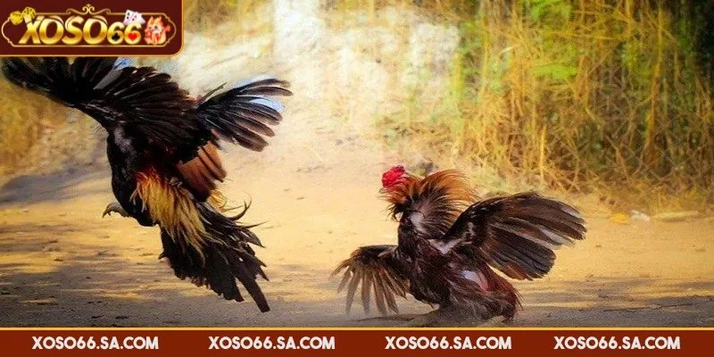 Chọn vào đấu trường mà bạn quan tâm để theo dõi và cược