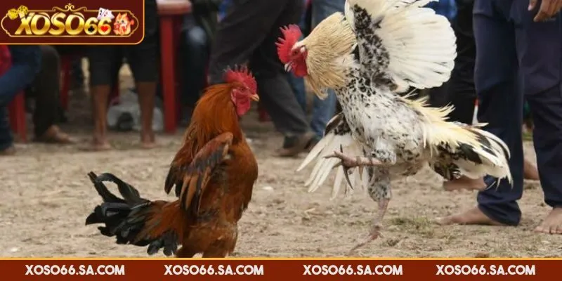 Đánh giá tỷ lệ thưởng của trận đấu để đặt cược