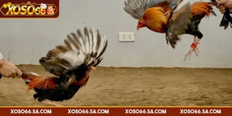 XOSO66 đá gà Campuchia đạt chuẩn chất lượng hình ảnh sắc nét