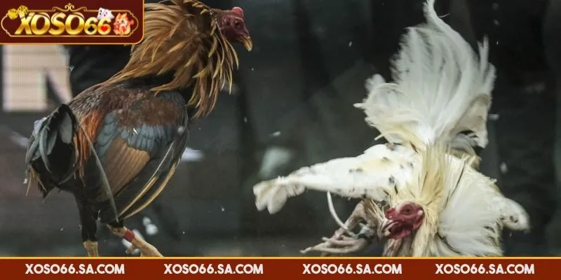 Kết quả trận đấu dựa trên khả năng chiến đấu của chiến kê