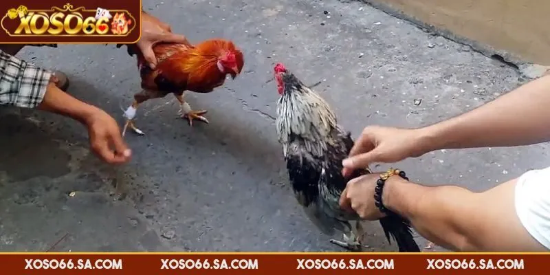 Quan sát cách ra sân và chiến đấu để chọn chiến kê đặt cược